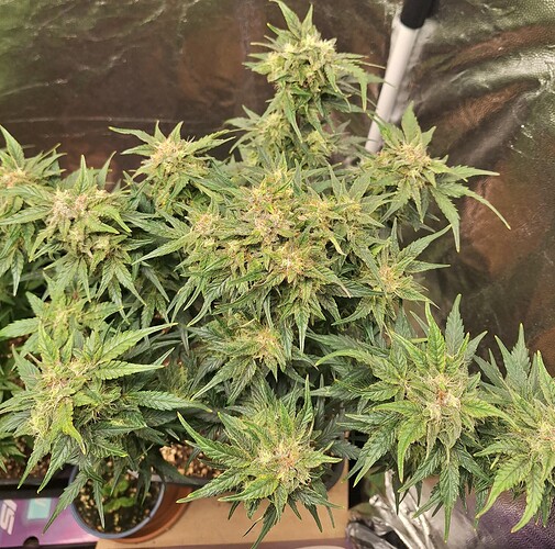 Growreport Bild 23