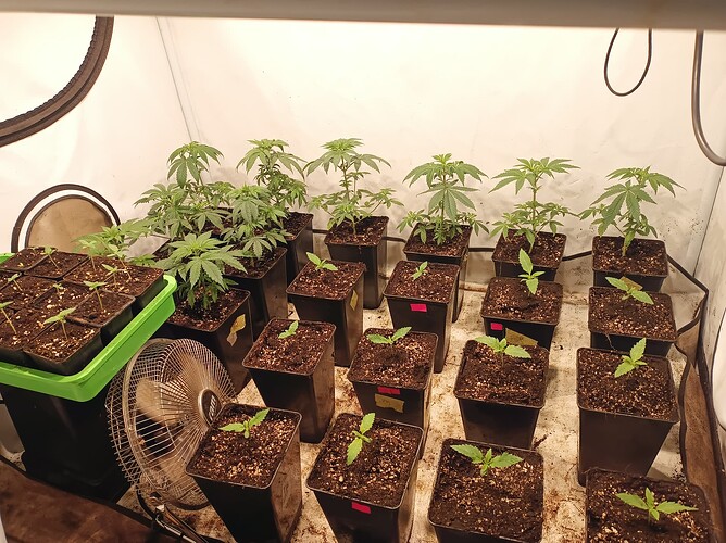 Growreport Bild 4