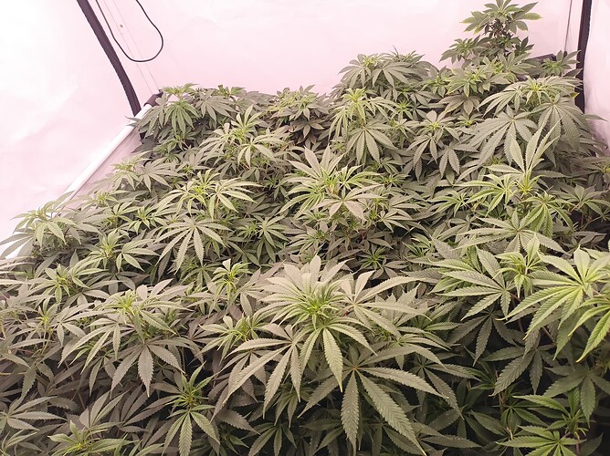 Growreport Bild 7