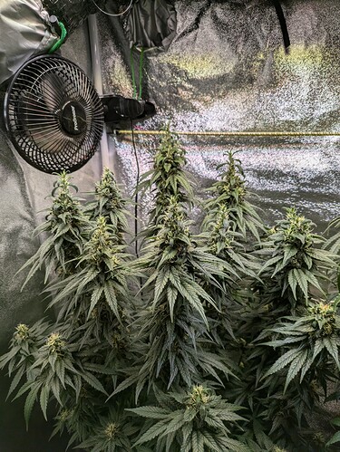 PXL_20240623_193134518.MP