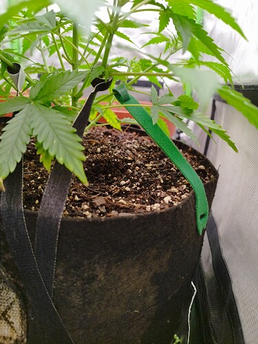 Eine junge Cannabispflanze in einem Stofftopf, die mit Klettbändern trainiert wird.