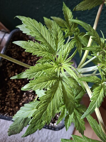 Growreport Bild 20