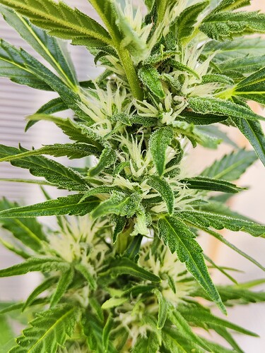 Growreport Bild 19