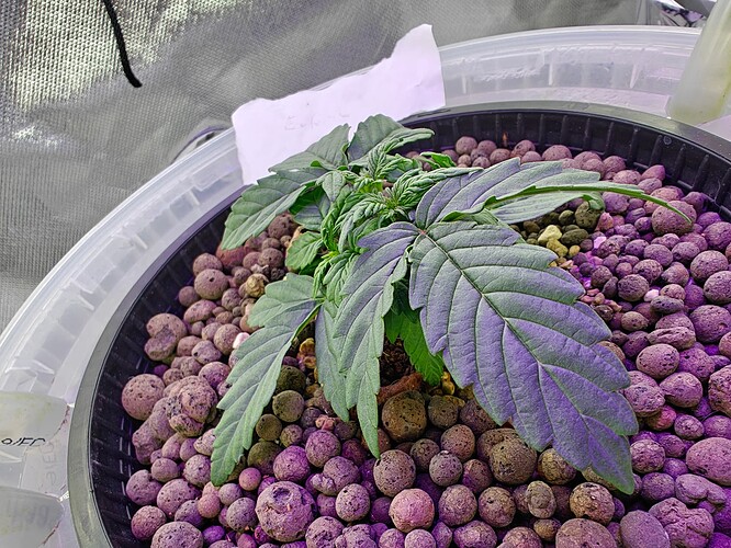 Growreport Bild 2