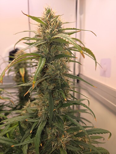 Growreport Bild 4