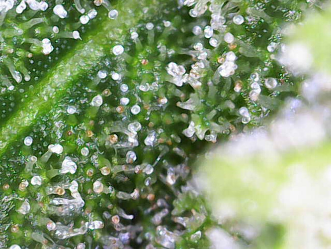 Growreport Bild 3