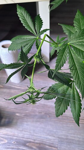 F36AC533-D032-4108-B528-6005C241F0E3