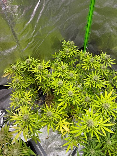 Growreport Bild 7