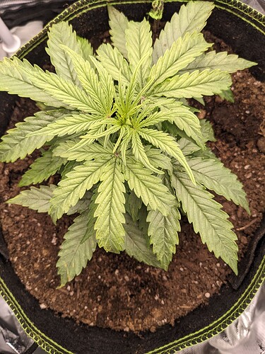 PXL_20240510_214224132