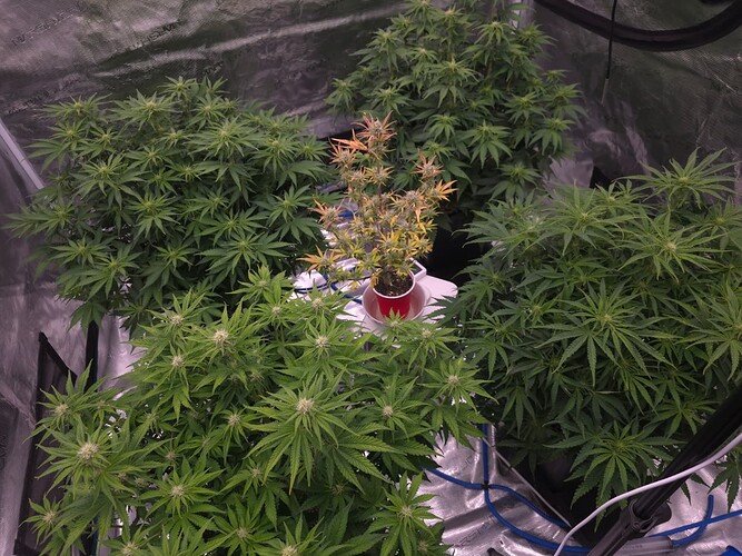 Growreport Bild 5