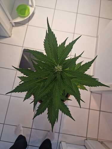 WhatsApp Image 2024-05-18 at 09.21.16