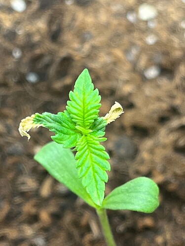 Growreport Bild 6