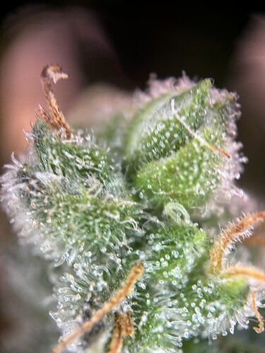 Growreport Bild 28