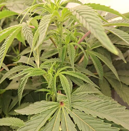 Growreport Bild 12