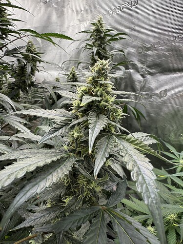 Growreport Bild 16