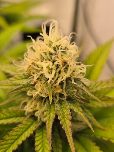 Growreport Bild 2