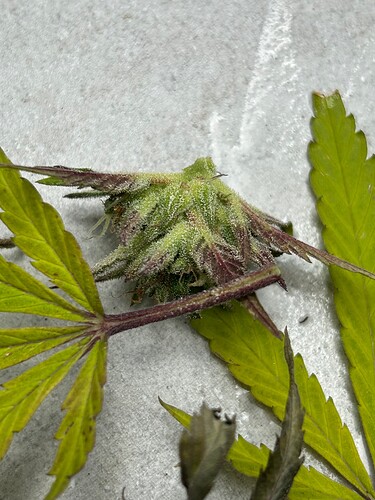 Growreport Bild 24