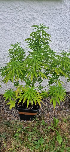 Growreport Bild 3