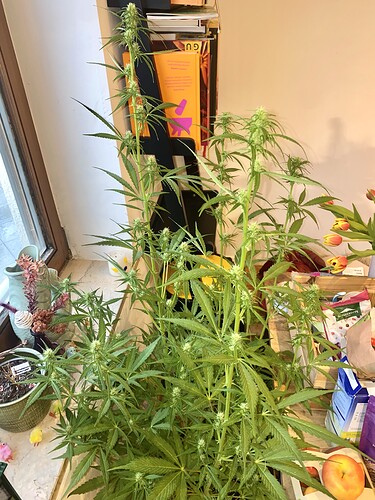 Growreport Bild 4