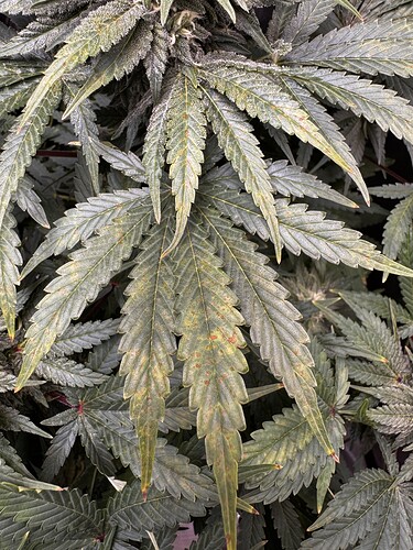 Growreport Bild 2