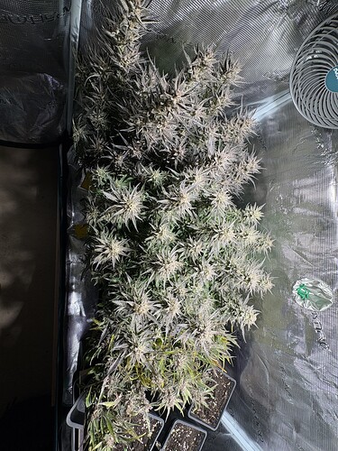 Growreport Bild 3