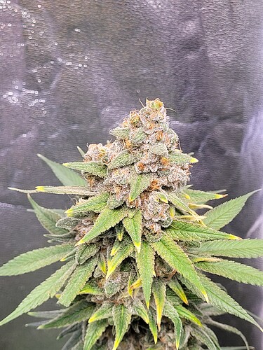 Growreport Bild 6