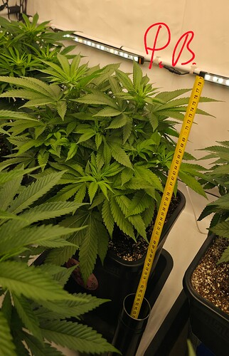 Growreport Bild 7