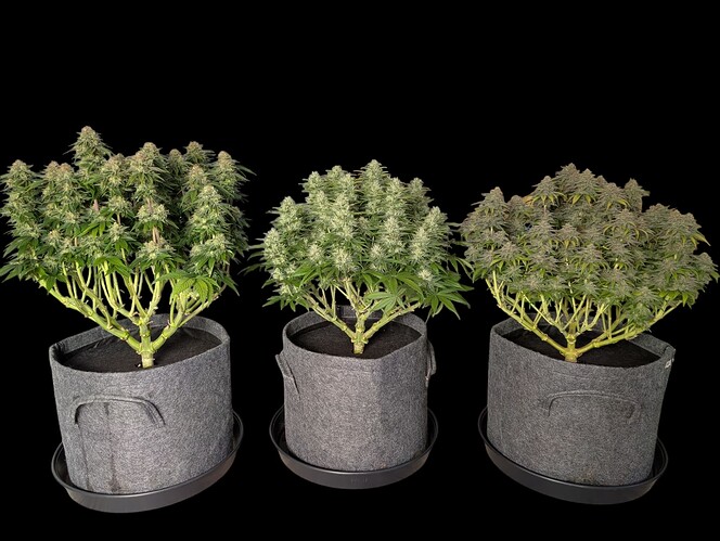 Growreport Bild 9