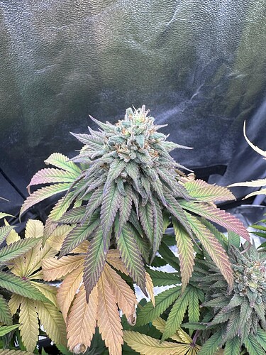 Growreport Bild 17