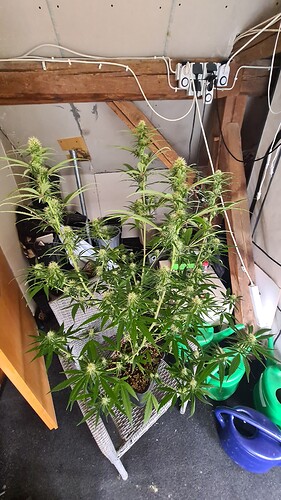 Growreport Bild 25
