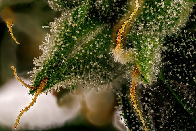 Growreport Bild 2