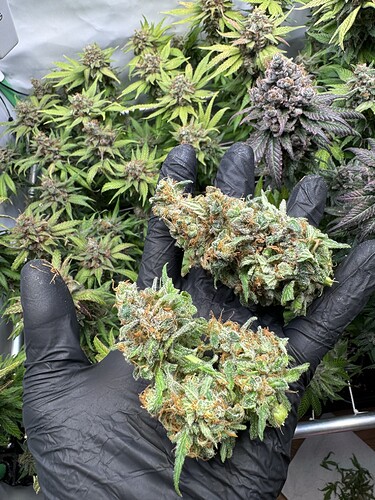 Growreport Bild 26