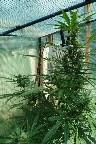 Growreport Bild 9
