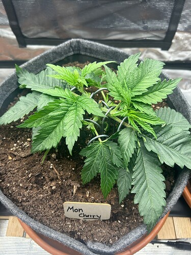 Growreport Bild 26