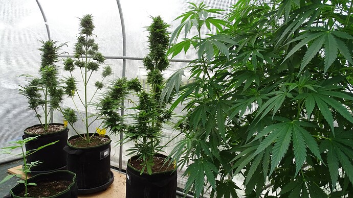 Growreport Bild 1