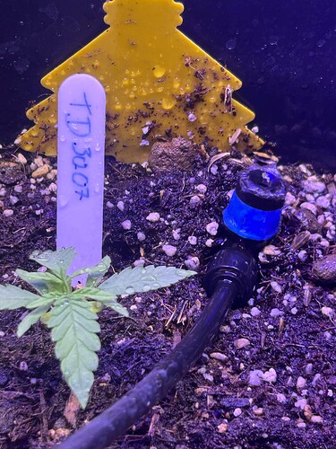 Growreport Bild 34