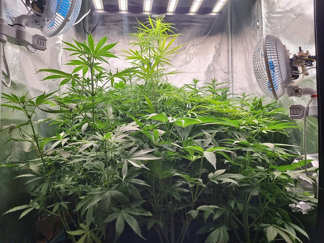Mehrere Cannabispflanzen in einer Growbox unter LED-Beleuchtung, mit zwei Ventilatoren zur Luftzirkulation.