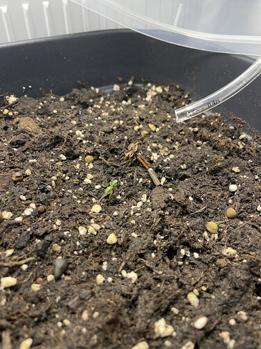 einen Tag Später...es grünt.