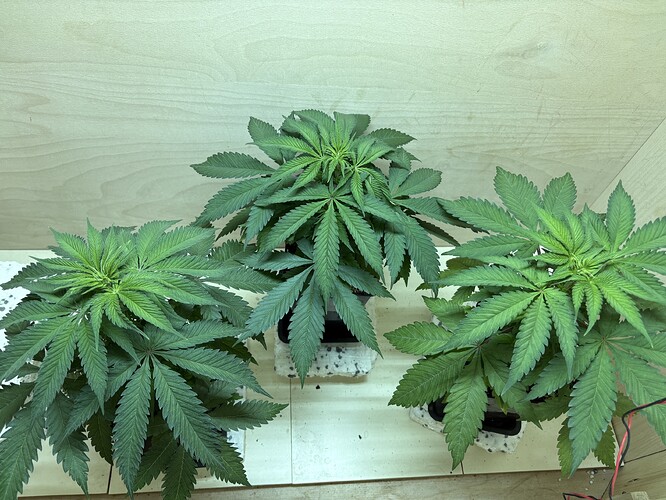 Growreport Bild 4