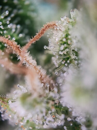 Growreport Bild 15