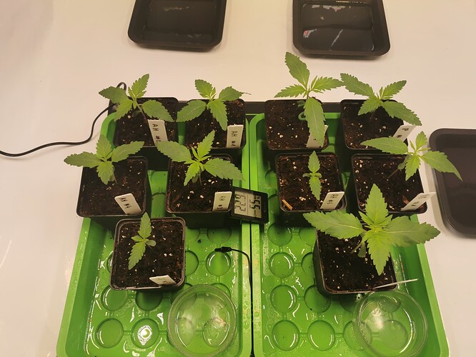 IMG_20241130_154750-01