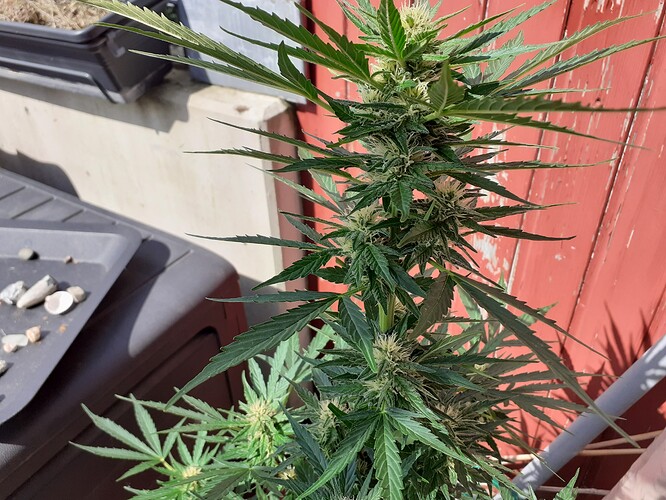 Growreport Bild 93