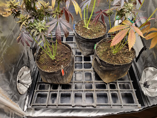 Drei Cannabis-Pflanzen in Blütephase in Stofftöpfen auf einem Gitterrost in einem Growzelt. Die Blätter zeigen teilweise Verfärbungen in Rot- und Gelbtönen.