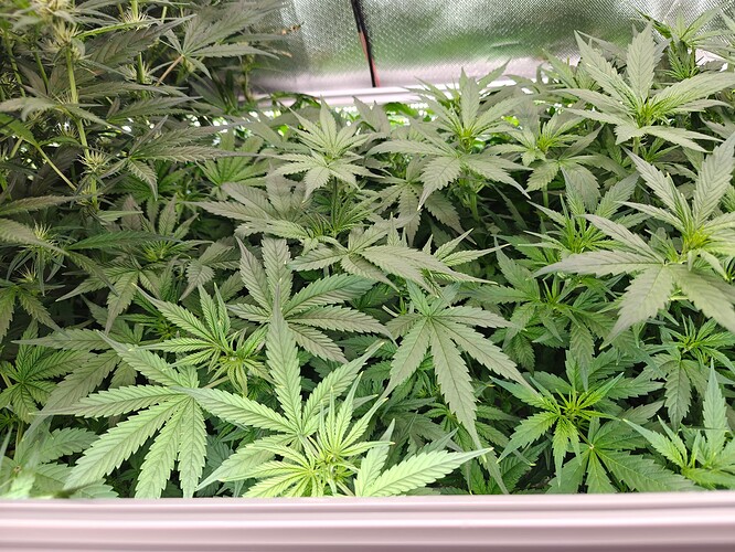 Growreport Bild 3