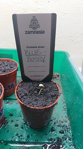 Growreport Bild 3