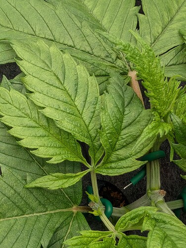 Growreport Bild 15
