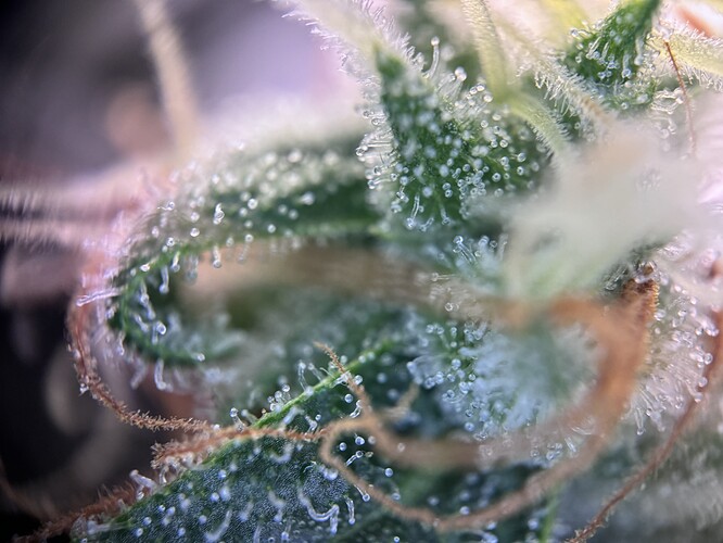 Growreport Bild 33
