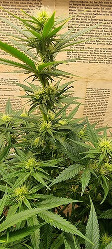 Growreport Bild 2