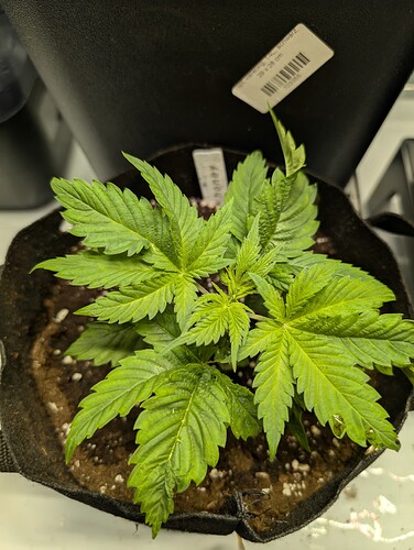 Growreport Bild 14