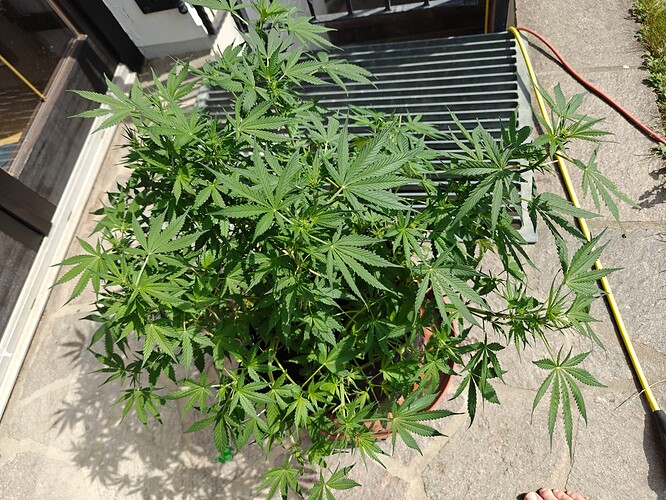 Growreport Bild 3